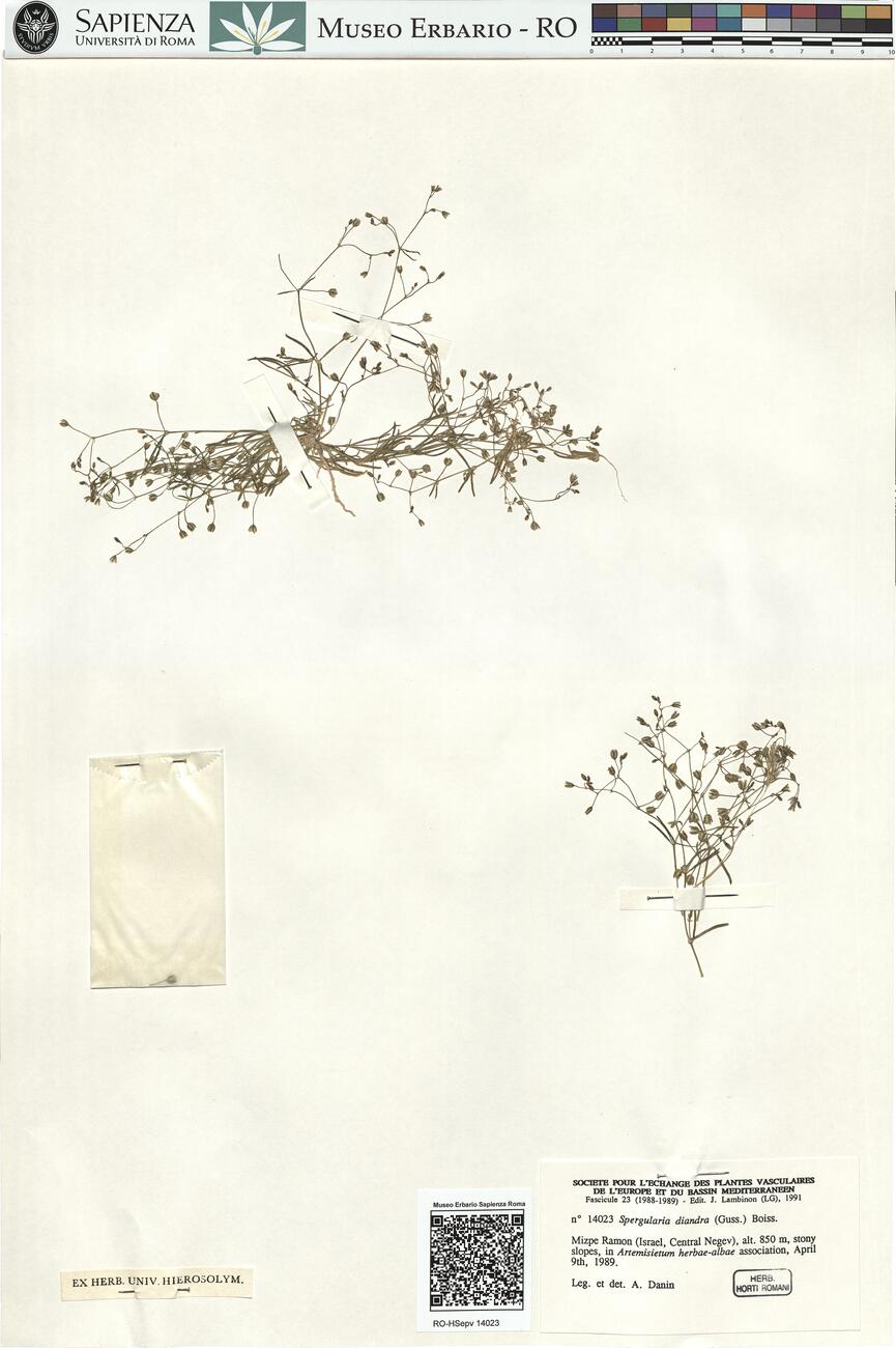 Spergularia diandra (Guss.) Boiss. -  RO-HSepv 14023 photo