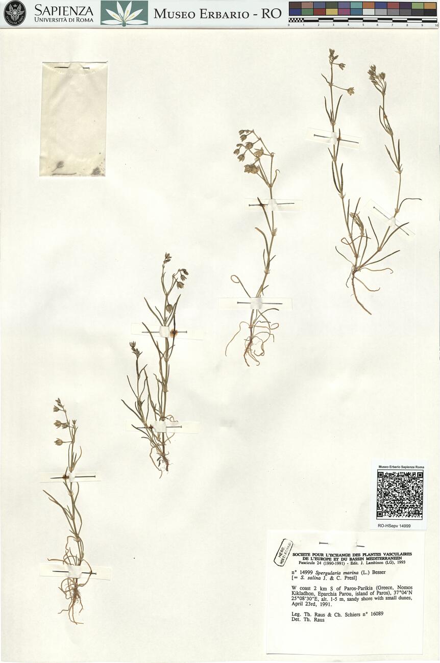 Spergularia marina (L.) Besser -  RO-HSepv 14999 photo