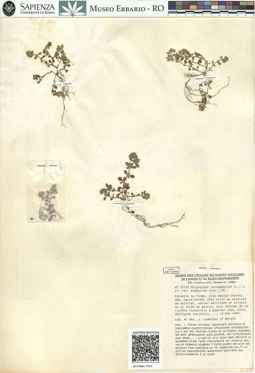 Polycarpon tetraphyllum (L.) L. cf. var. diphyllum (Cav.) DC. -  RO-HSepv 12123 photo