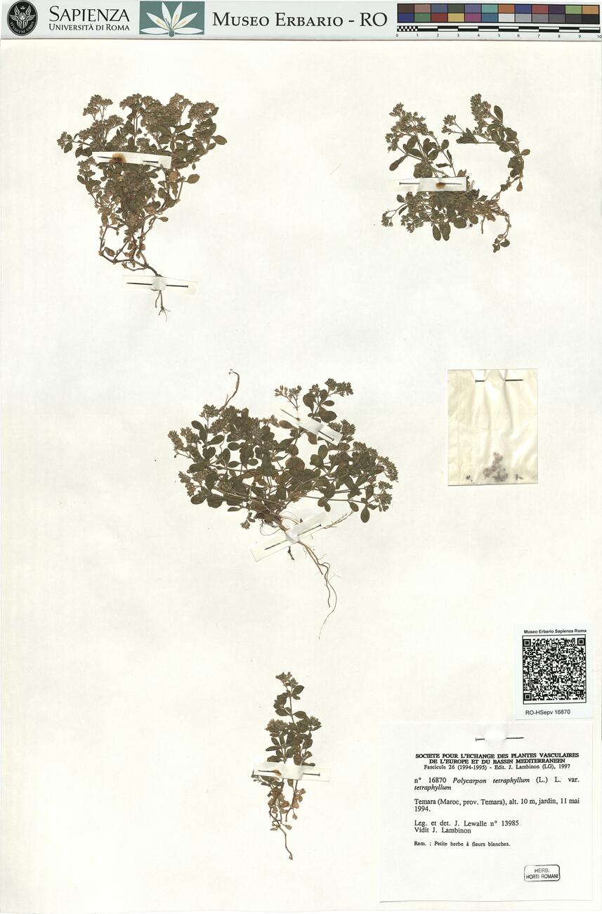 Polycarpon tetraphyllum (L.) L. var. tetraphyllum  -  RO-HSepv 16870 photo