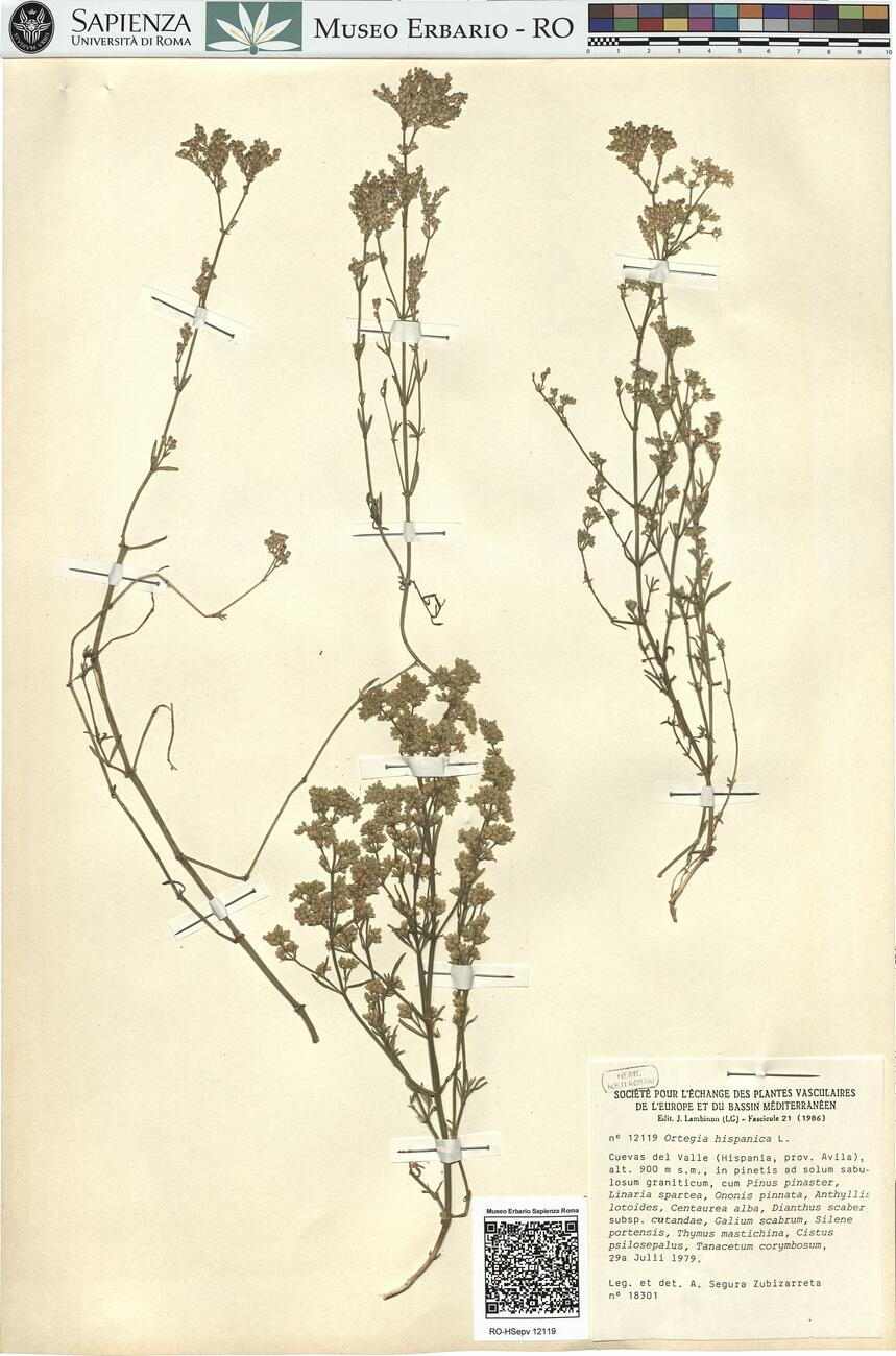 Ortegia hispanica L.  -  RO-HSepv 12119 photo