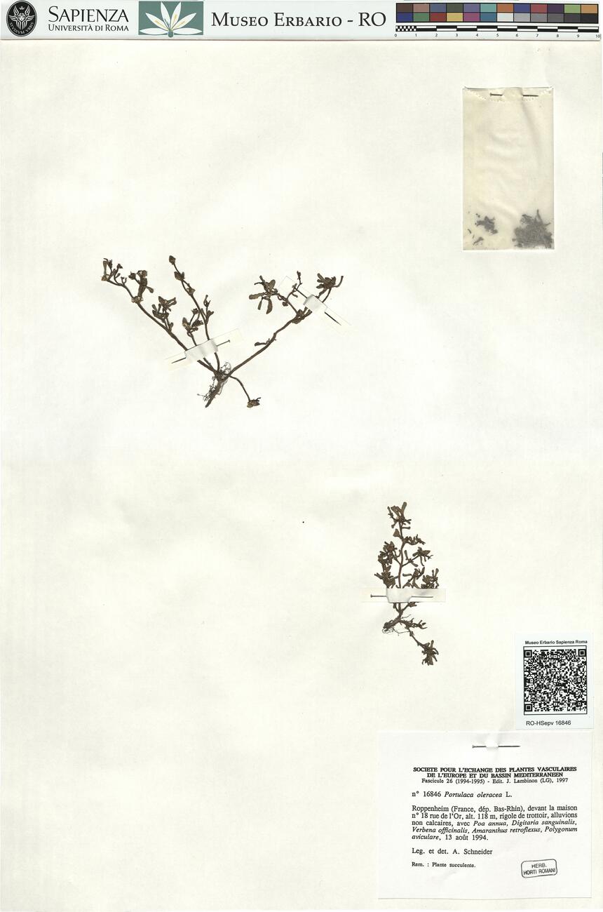 Portulaca oleracea L.  -  RO-HSepv 16846 photo