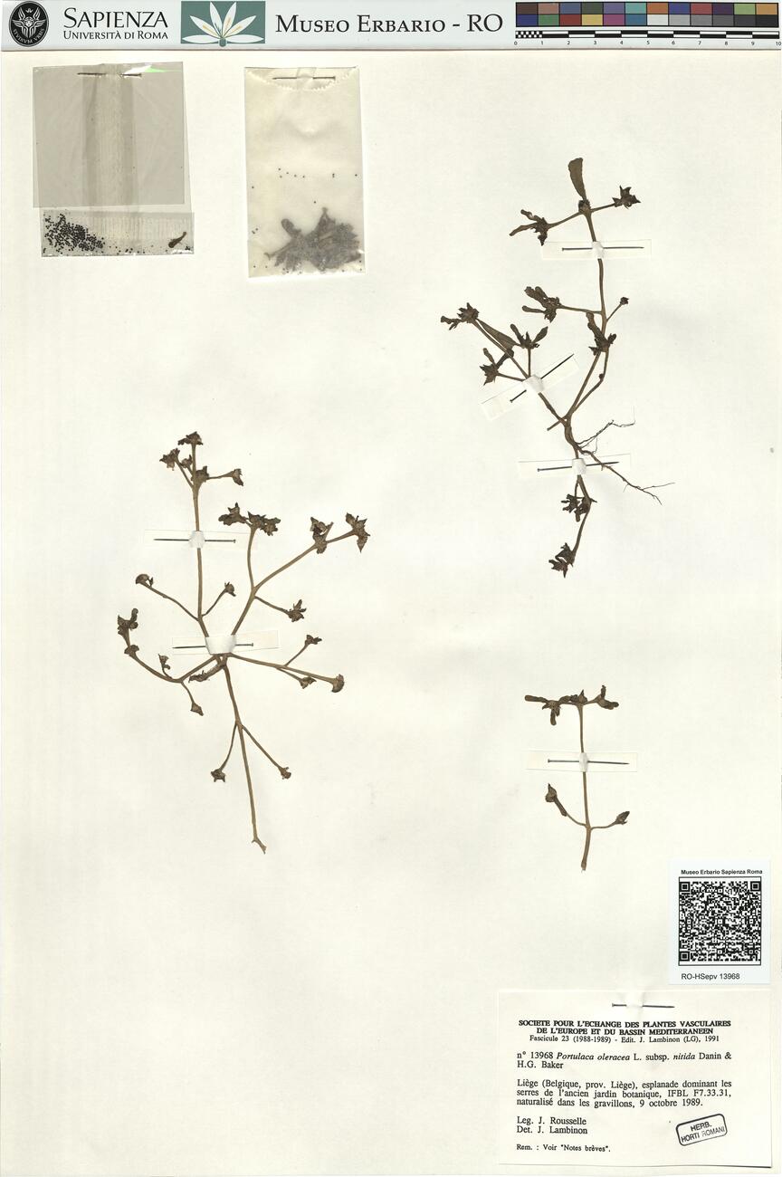Portulaca oleracea L.  subsp. nitida Danin & H.G. Baker  -  RO-HSepv 13968 photo