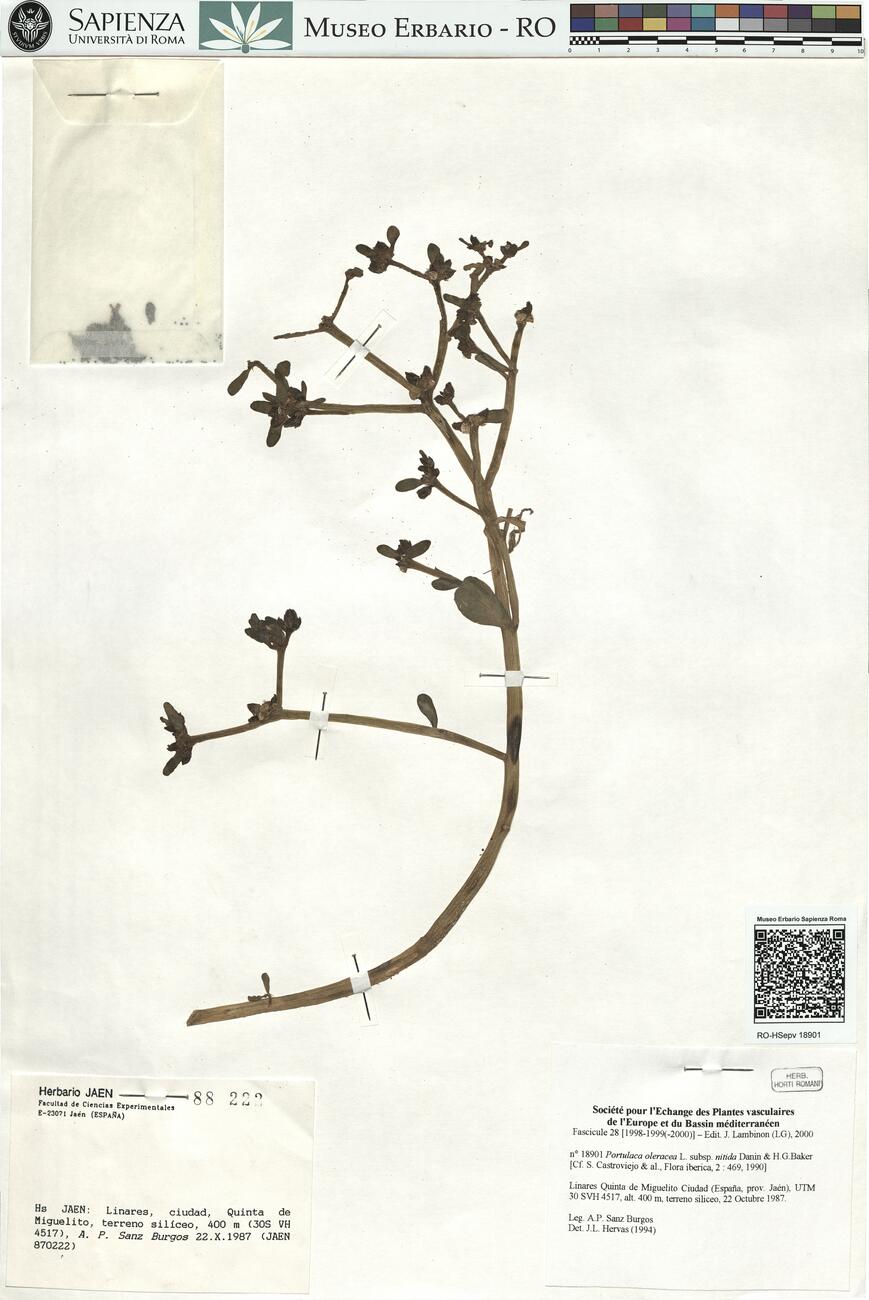 Portulaca oleracea L. subsp. nitida Danin & H.G. Baker -  RO-HSepv 18901 photo