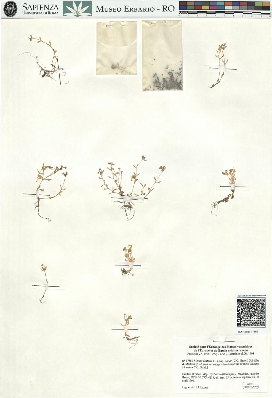 Montia fontana L. subsp. minor (C.C. Gmel.) Schübler & Martens -  RO-HSepv 17862 photo