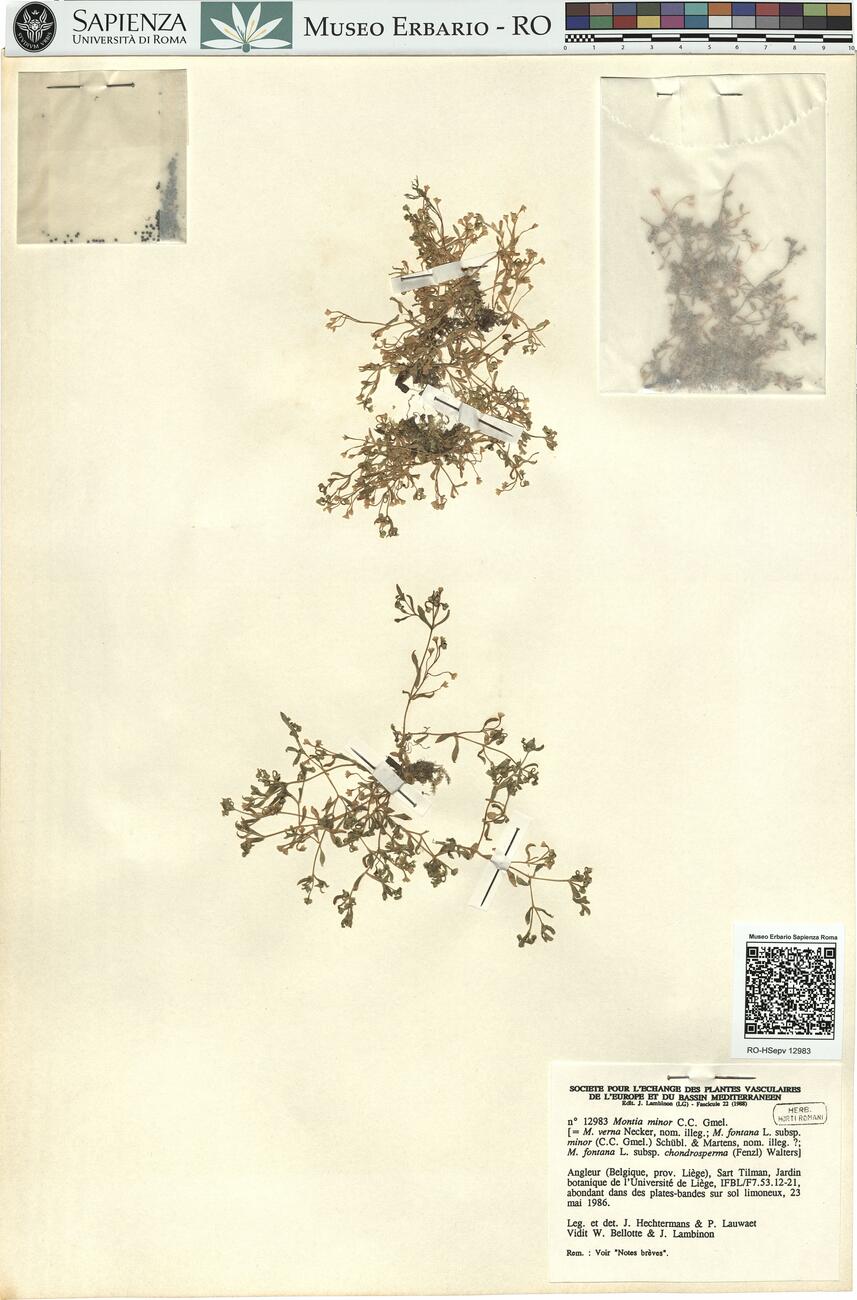 Montia minor C.C. Gmel. -  RO-HSepv 12983 photo