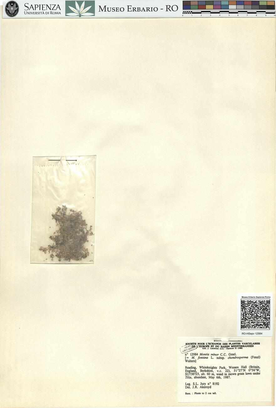 Montia minor C.C. Gmel. -  RO-HSepv 12984 photo