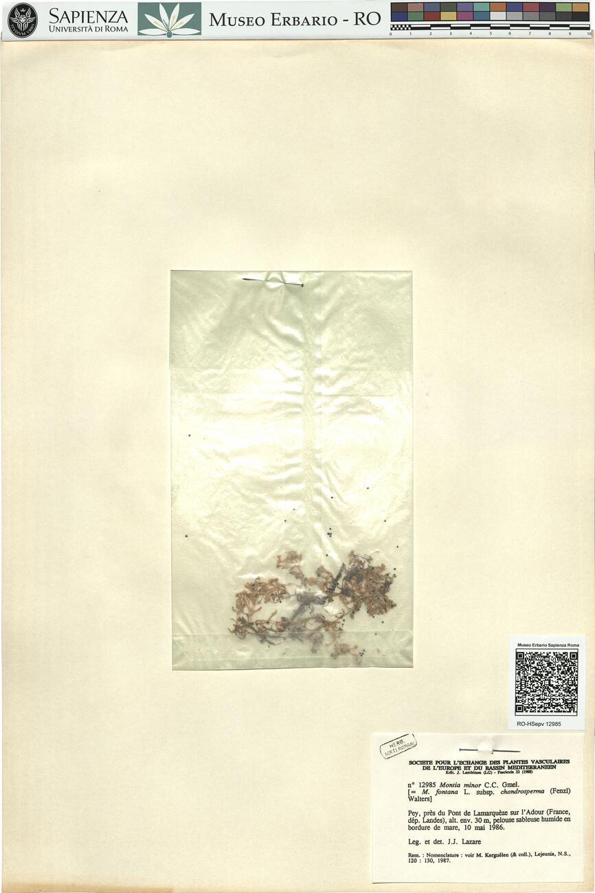 Montia minor C.C. Gmel. -  RO-HSepv 12985 photo