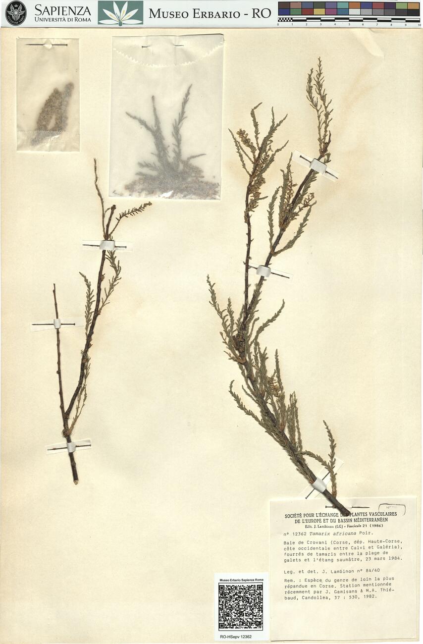 Tamarix africana Poir. -  RO-HSepv 12362 photo