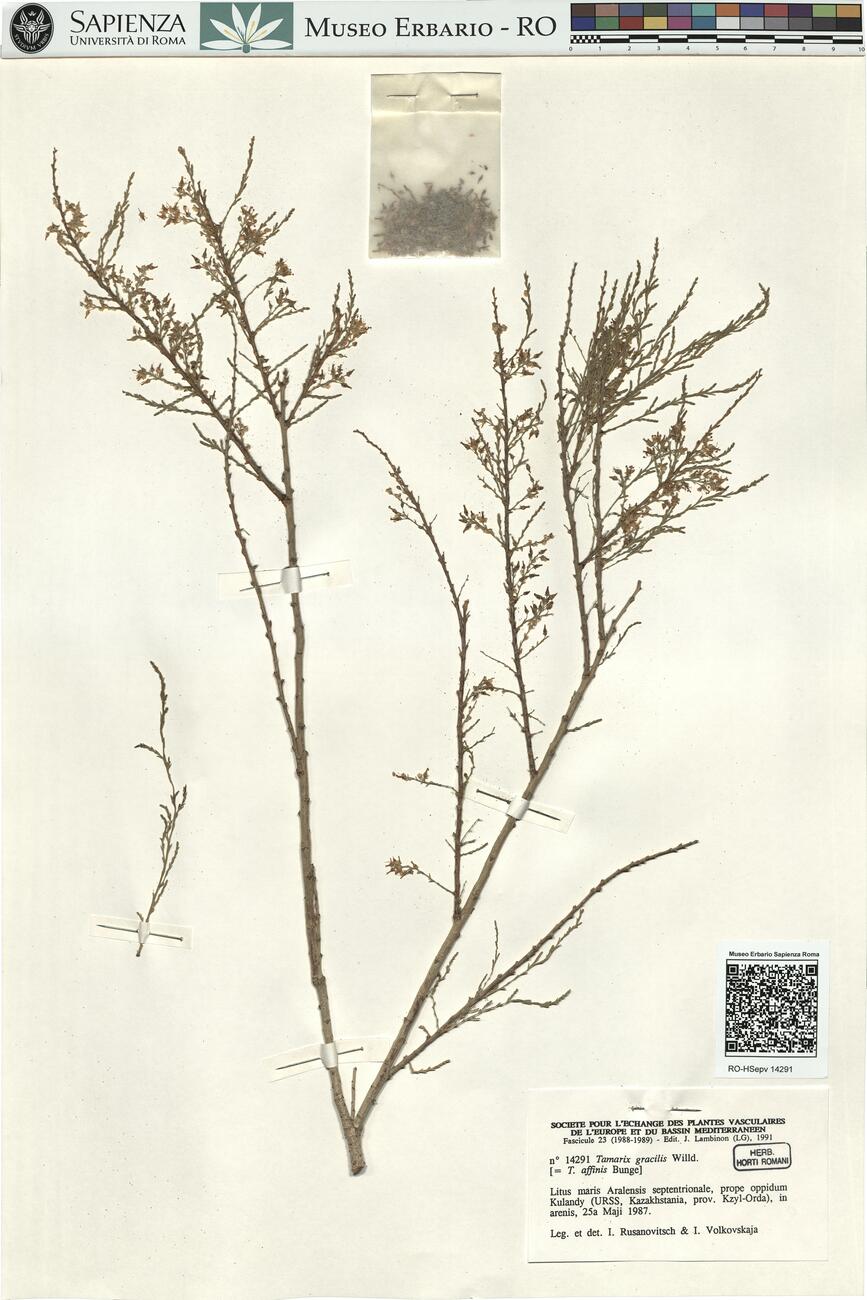 Tamarix gracilis Willd. -  RO-HSepv 14291 photo