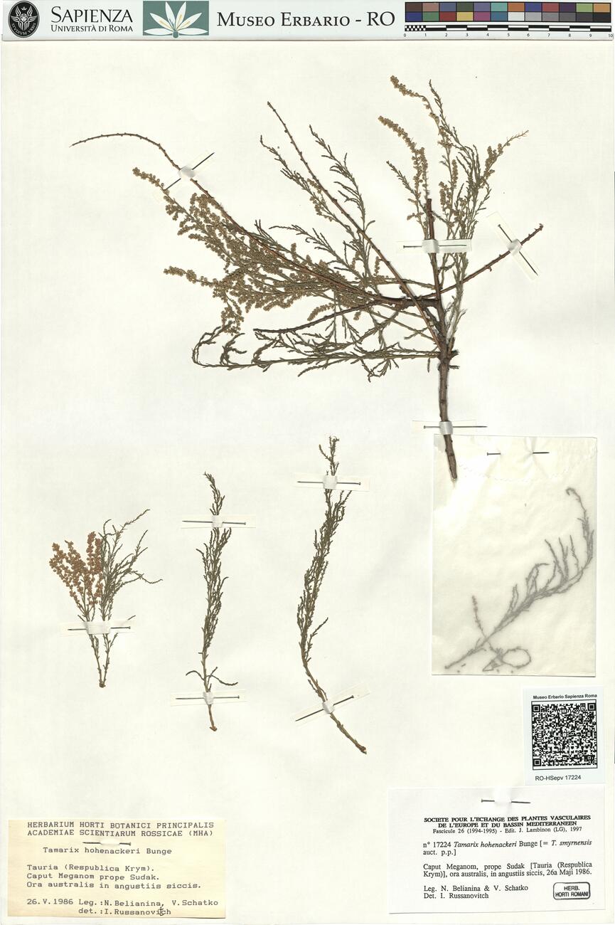 Tamarix hohenackeri Bunge -  RO-HSepv 17224 photo