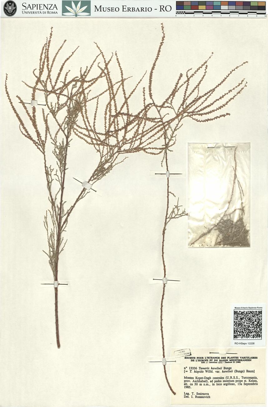 Tamarix karelinii Bunge -  RO-HSepv 13336 photo
