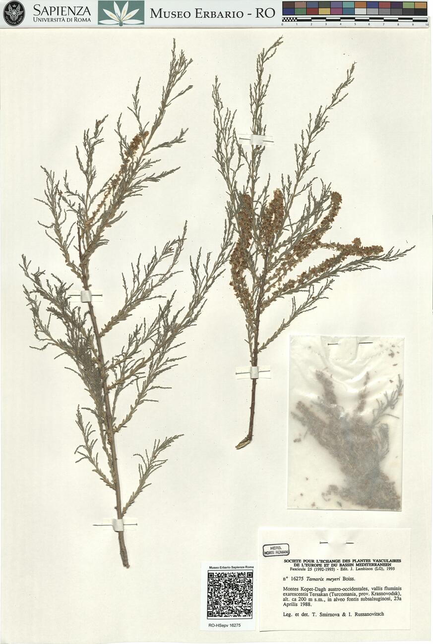 Tamarix meyeri Boiss. -  RO-HSepv 16275 photo