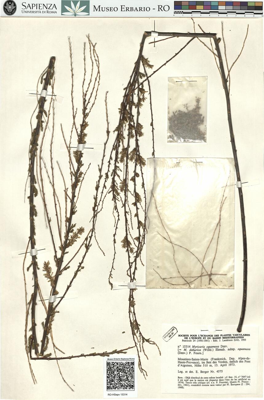 Myricaria squamosa Desv. -  RO-HSepv 15314 photo