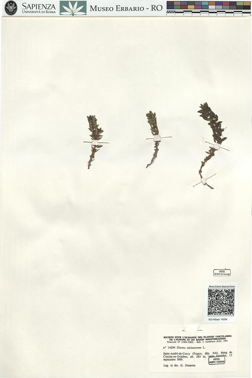 Elatine alsinastrum L.  -  RO-HSepv 14294 photo