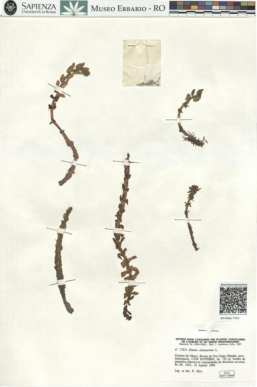 Elatine alsinastrum L.  -  RO-HSepv 17231 photo