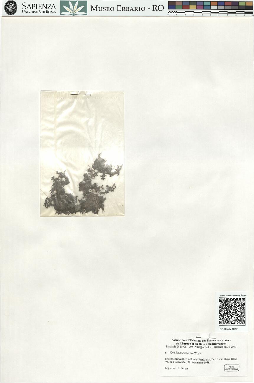 Elatine ambigua Wight -  RO-HSepv 19261 photo