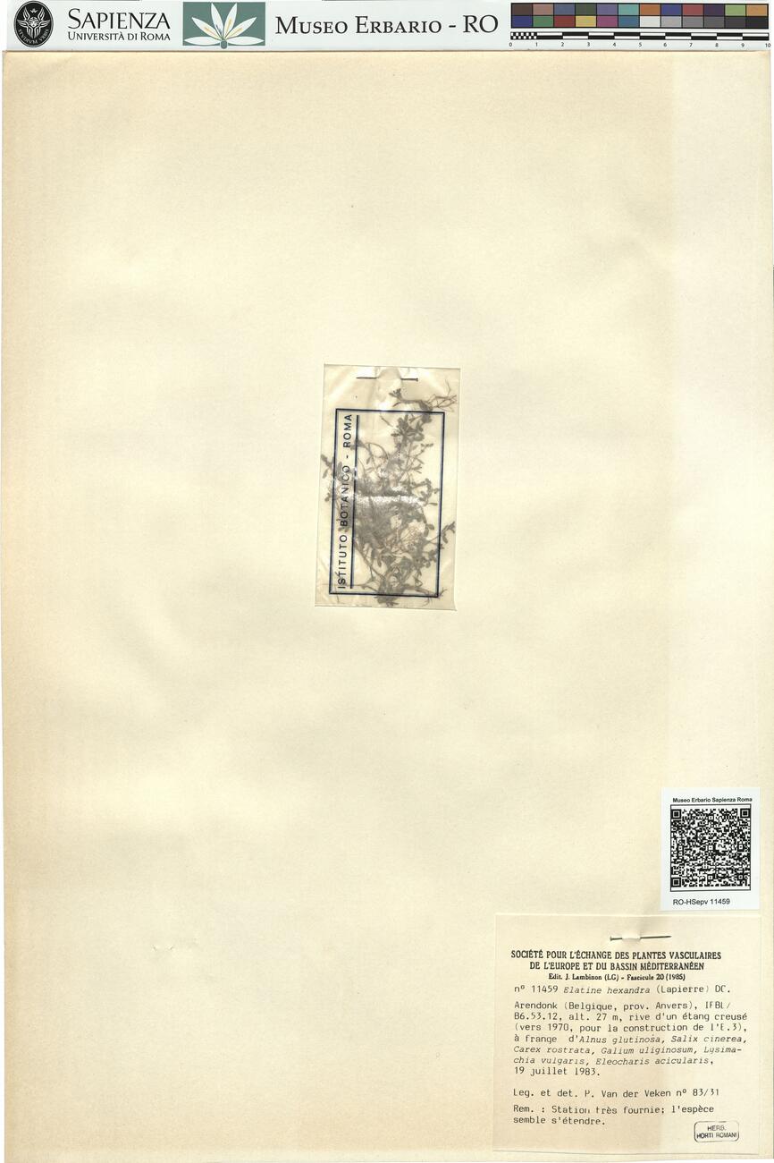 Elatine hexandra (Lapierre) DC. -  RO-HSepv 11459 photo