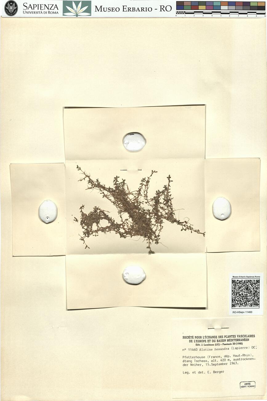 Elatine hexandra (Lapierre) DC. -  RO-HSepv 11460 photo