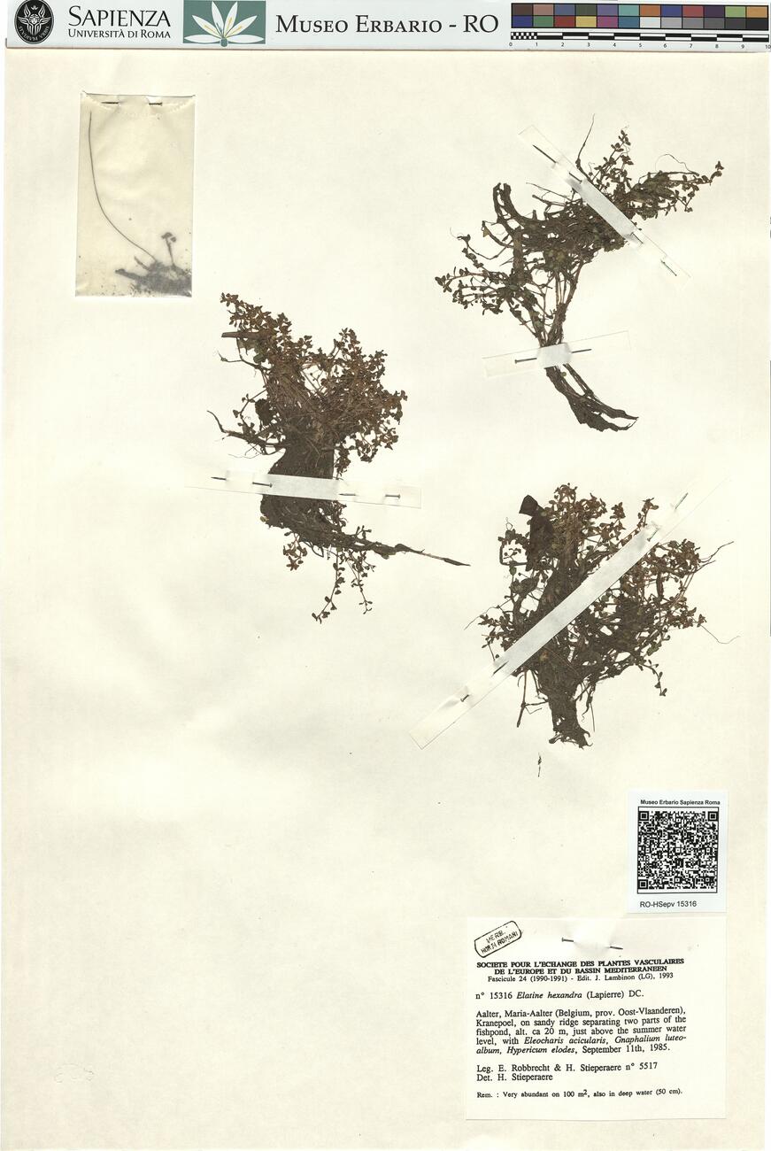 Elatine hexandra (Lapierre) DC. -  RO-HSepv 15316 photo