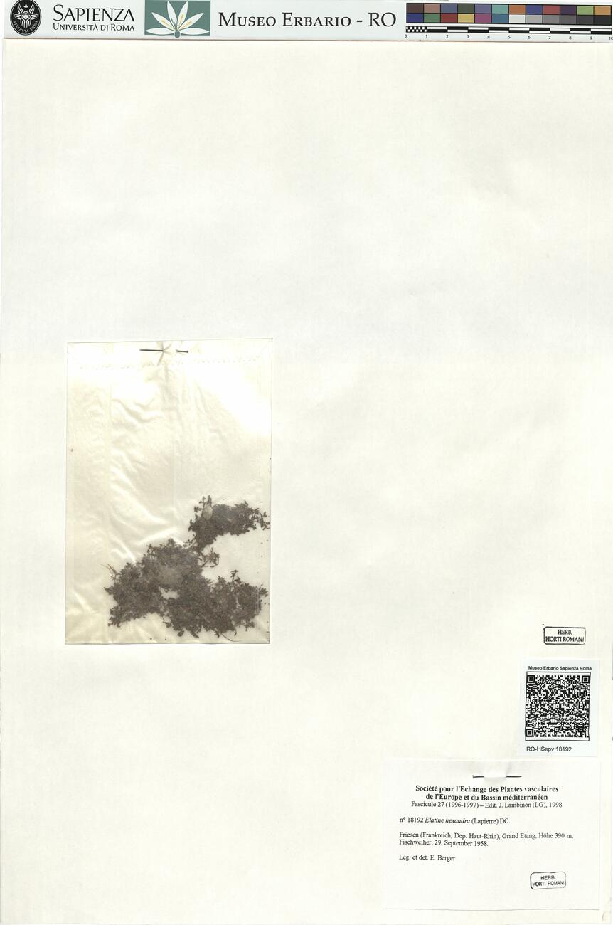 Elatine hexandra (Lapierre) DC. -  RO-HSepv 18192 photo