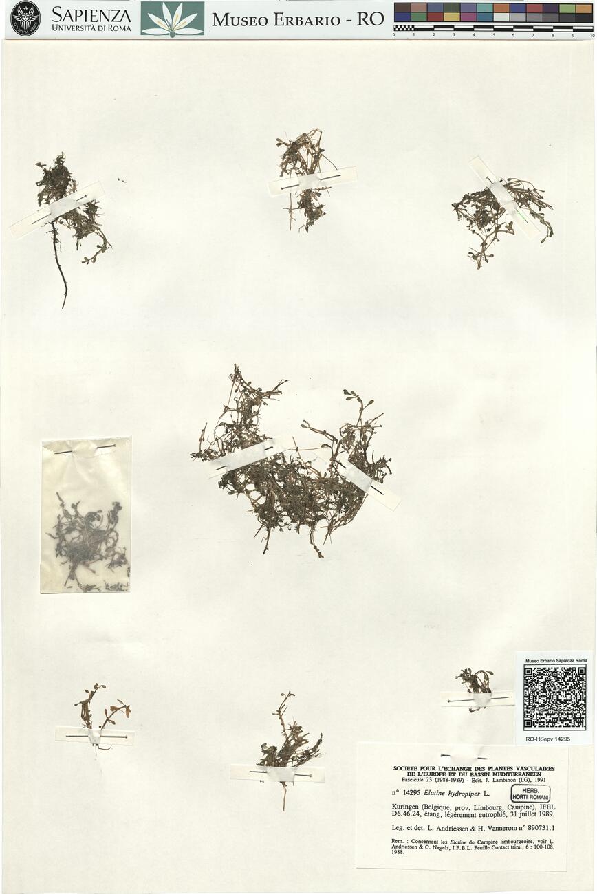 Elatine hydropiper L.  -  RO-HSepv 14295 photo