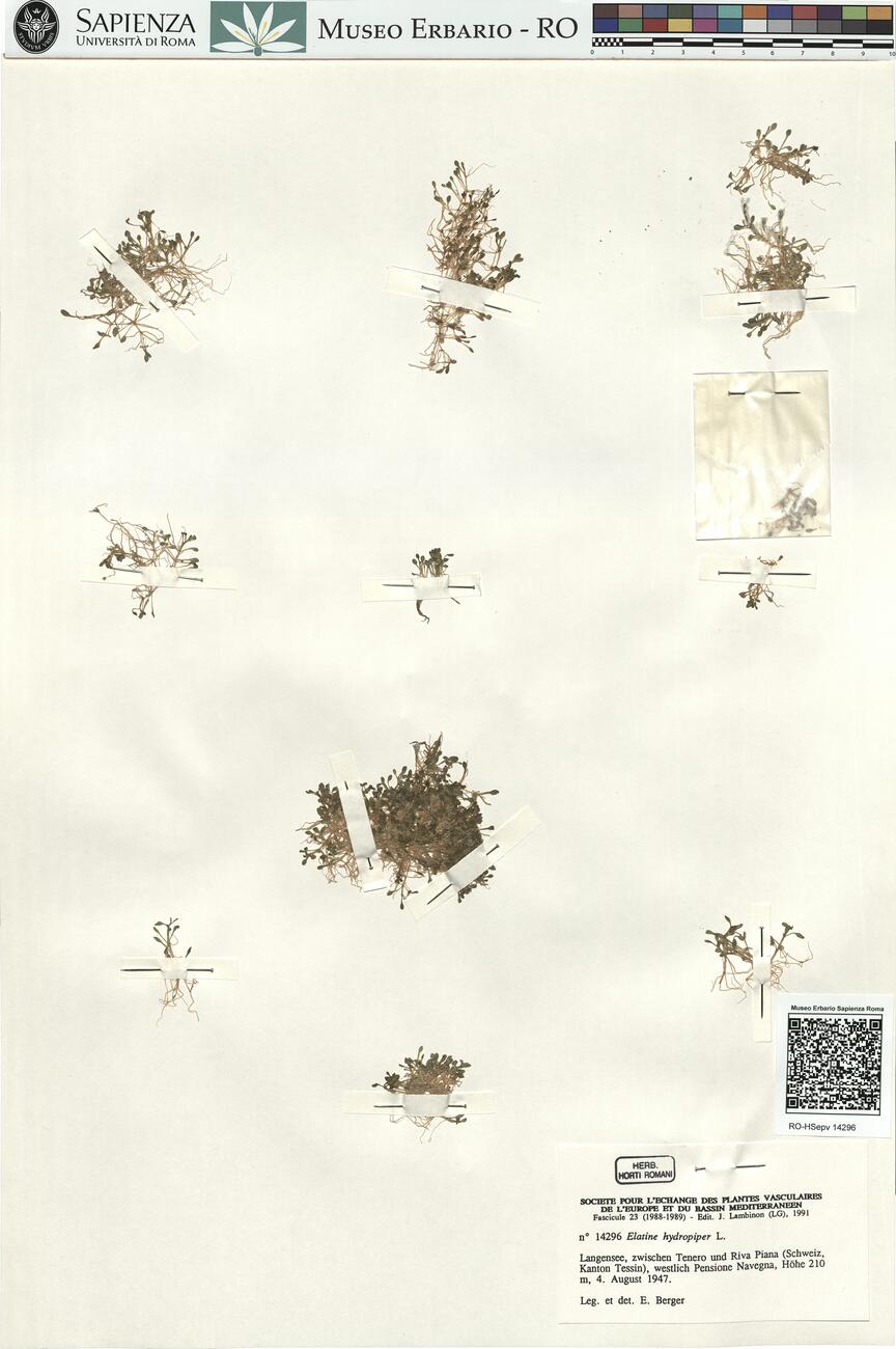 Elatine hydropiper L.  -  RO-HSepv 14296 photo