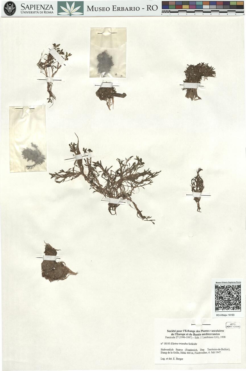 Elatine triandra Schkuhr  -  RO-HSepv 18193 photo