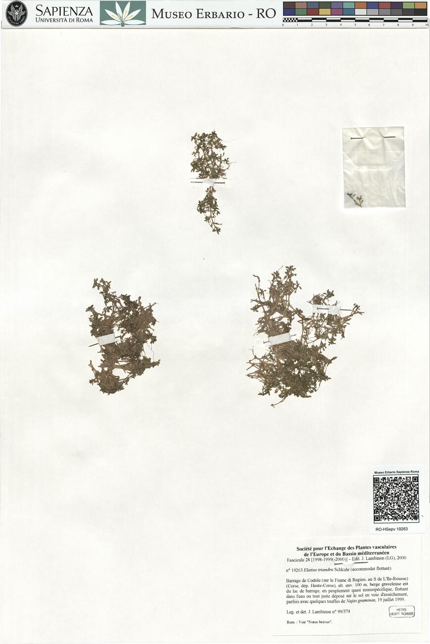 Elatine triandra Schkuhr ^ -  RO-HSepv 19263 photo