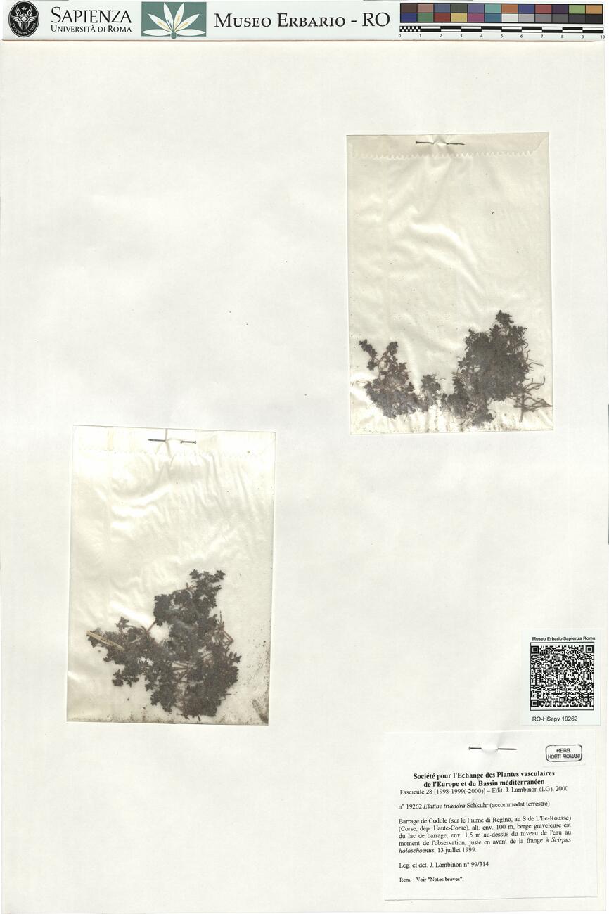 Elatine triandra Schkuhr ^  -  RO-HSepv 19262 photo