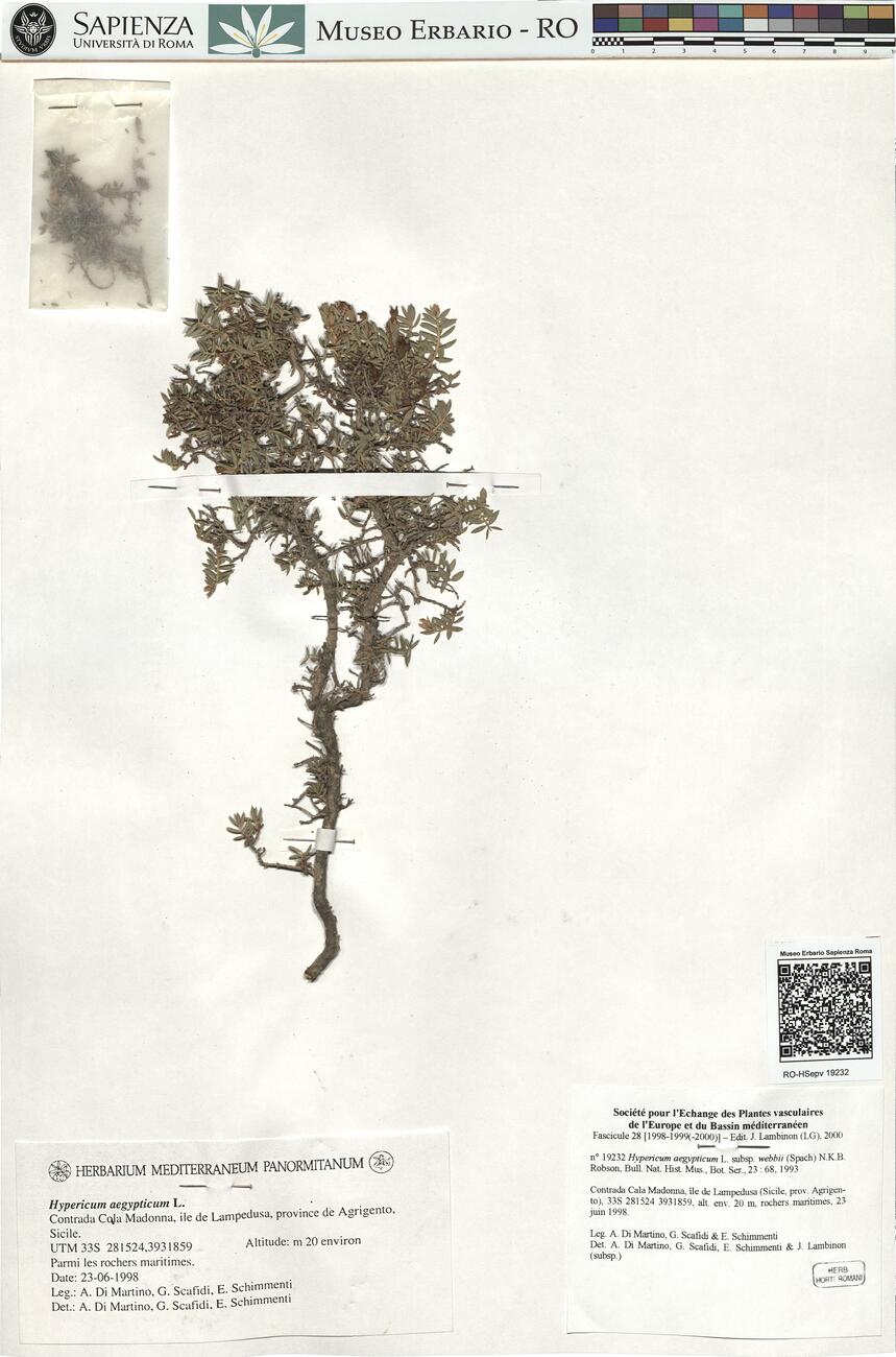 Hypericum aegypticum L. subsp. webbii (Spach) N.K.B. Robson  -  RO-HSepv 19232 photo