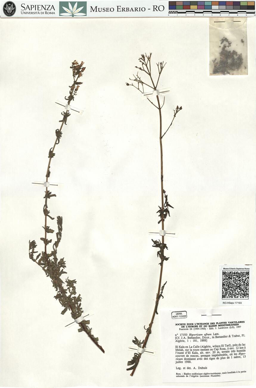 Hypericum afrum Lam. -  RO-HSepv 17193 photo