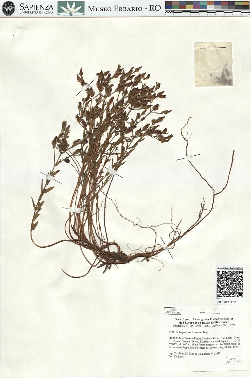 Hypericum barbatum Jacq. -  RO-HSepv 18164 photo