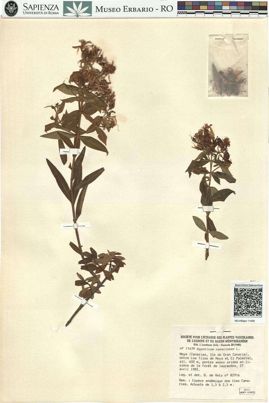 Hypericum canariense L.  -  RO-HSepv 11439 photo