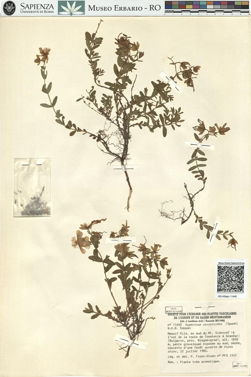 Hypericum cerastoides (Spach) N.K.B. Robson -  RO-HSepv 11440 photo