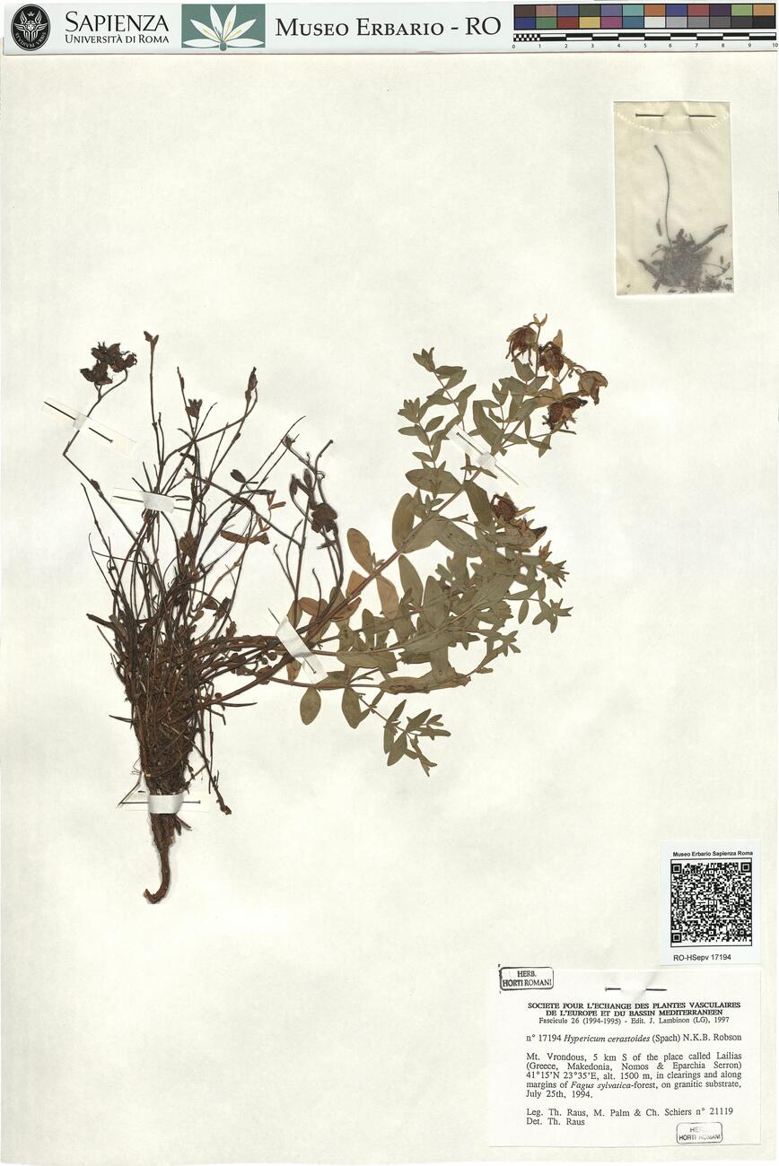 Hypericum cerastoides (Spach) N.K.B. Robson -  RO-HSepv 17194 photo