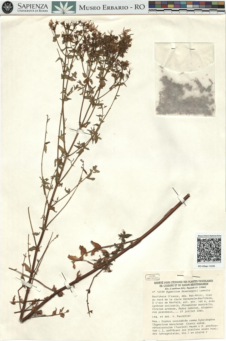 Hypericum desetangsii Lamotte  -  RO-HSepv 12339 photo