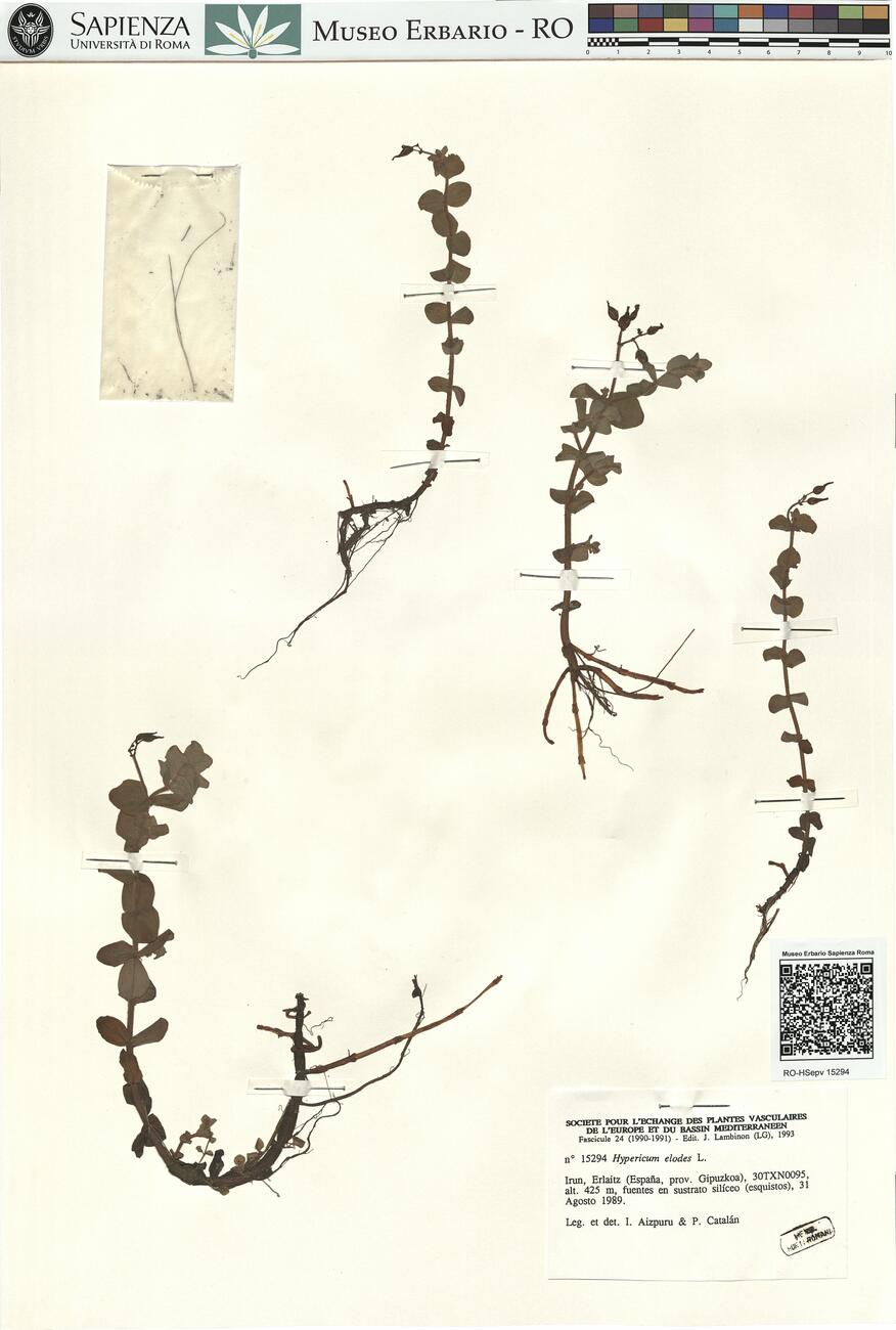 Hypericum elodes L. -  RO-HSepv 15294 photo