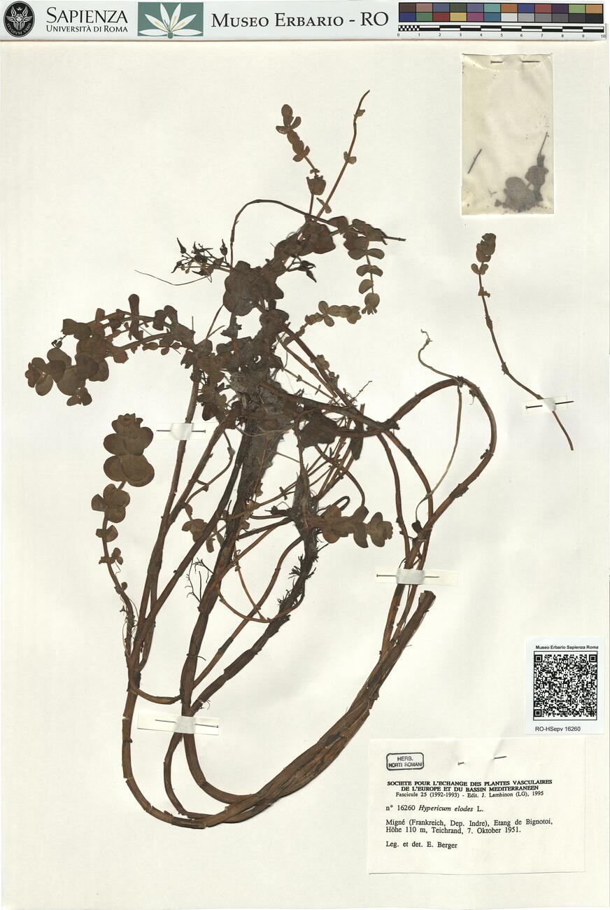 Hypericum elodes L. -  RO-HSepv 16260 photo