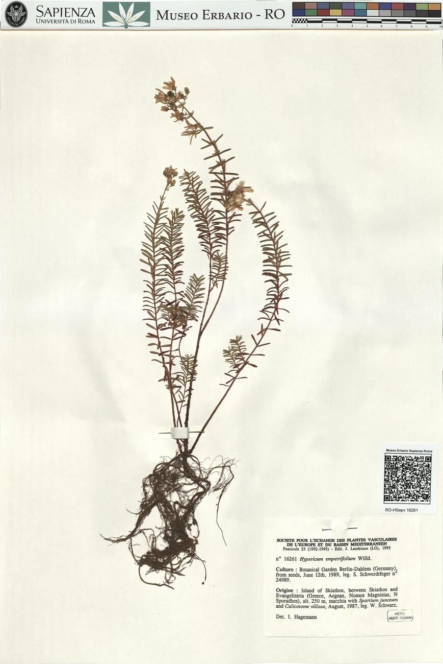 Hypericum empetrifolium Willd. -  RO-HSepv 16261 photo