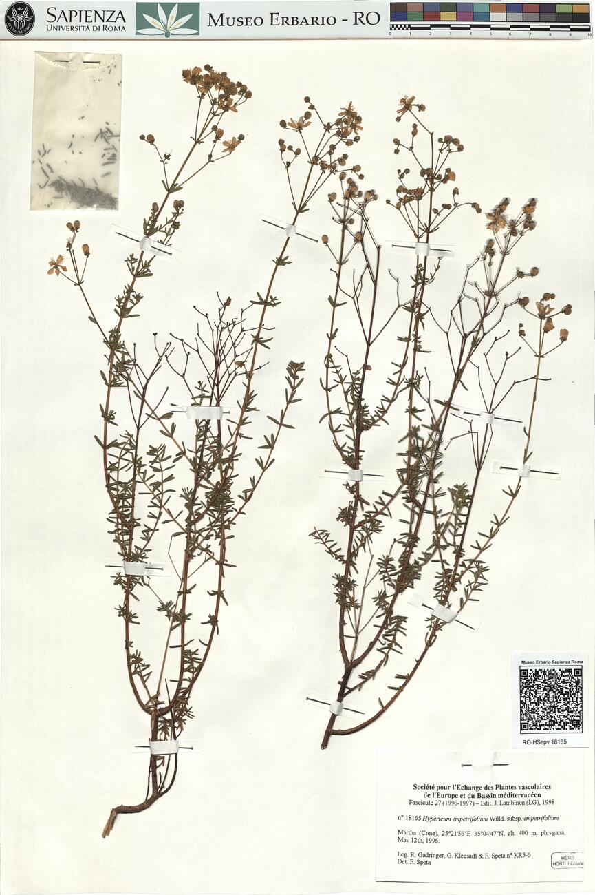 Hypericum empetrifolium Willd. subsp. empetrifolium -  RO-HSepv 18165 photo