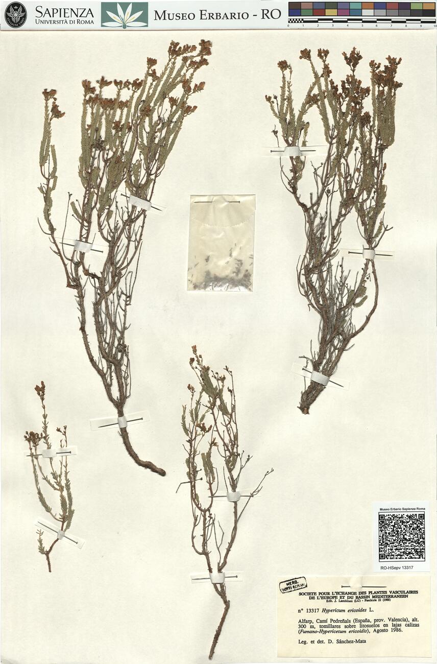 Hypericum ericoides L.  -  RO-HSepv 13317 photo