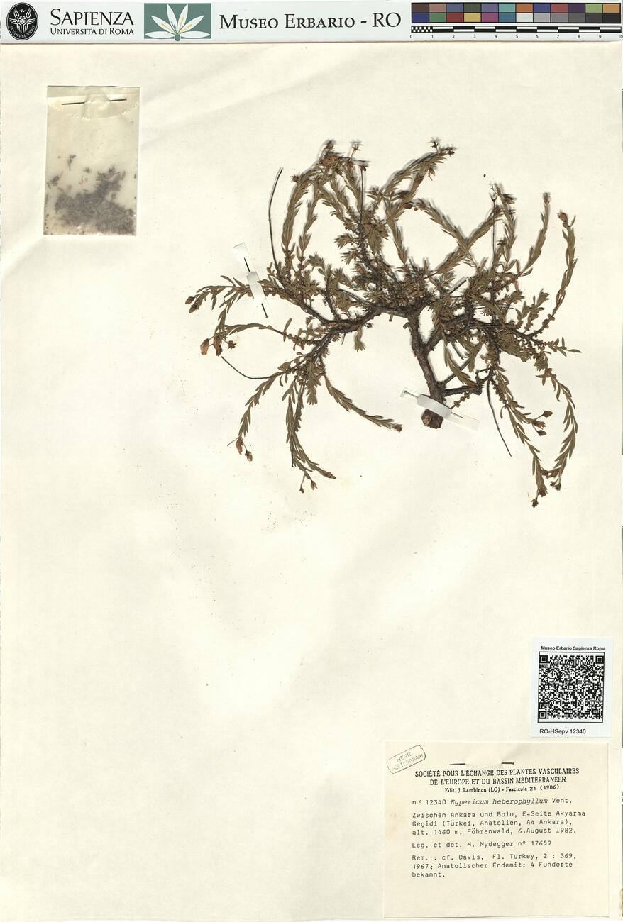 Hypericum heterophyllum Vent. -  RO-HSepv 12340 photo