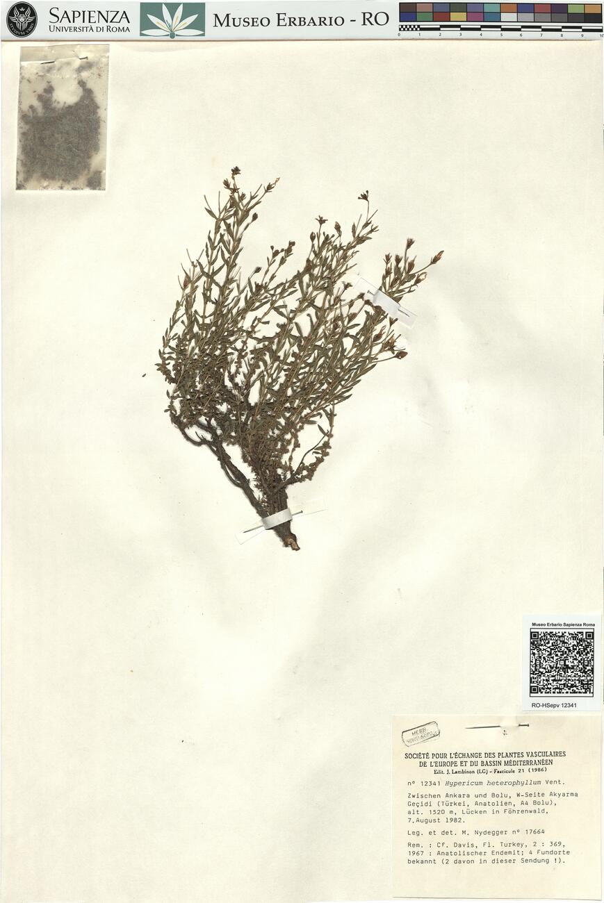 Hypericum heterophyllum Vent. -  RO-HSepv 12341 photo