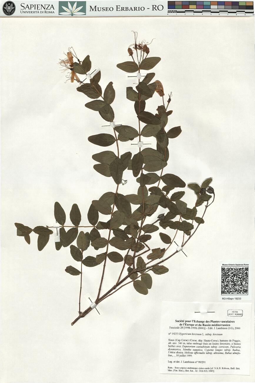 Hypericum hircinum L. subsp. hircinum -  RO-HSepv 19233 photo