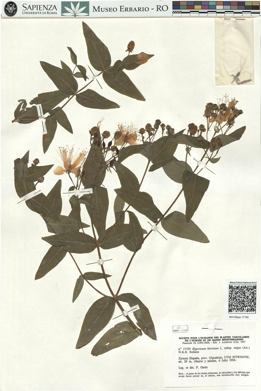 Hypericum hircinum L. subsp. majus (Ait.) N.K.B. Robson -  RO-HSepv 17195 photo