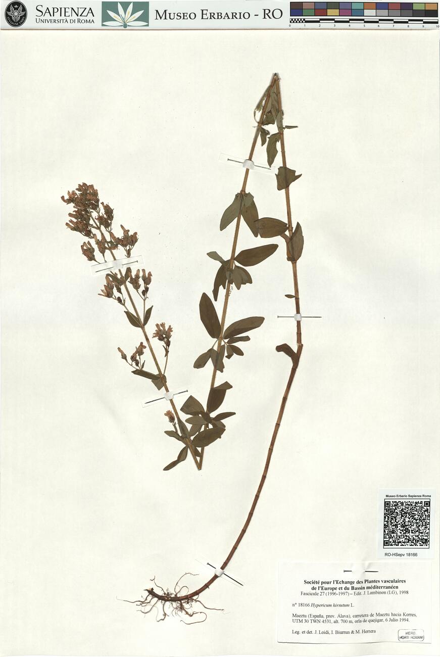 Hypericum hirsutum L. -  RO-HSepv 18166 photo