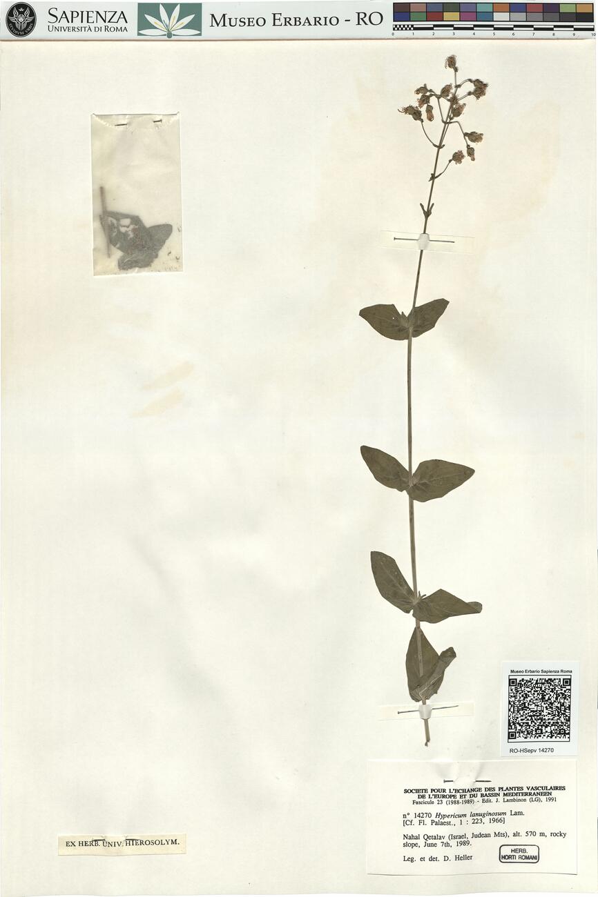 Hypericum languinosum Lam.  -  RO-HSepv 14270 photo