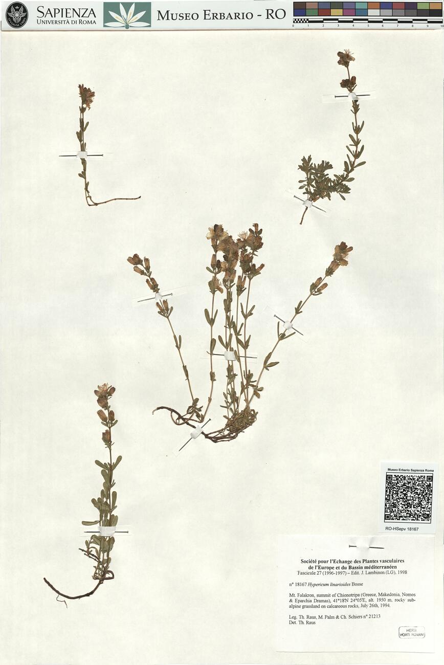 Hypericum linarioides Bosse  -  RO-HSepv 18167 photo
