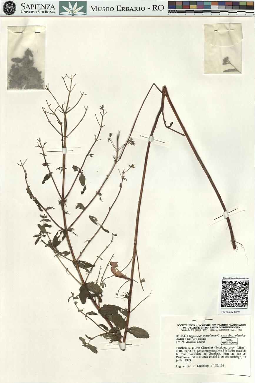 Hypericum maculatum Crantz subsp. obtusiusculum (Tourlet) Hayek -  RO-HSepv 14271 photo